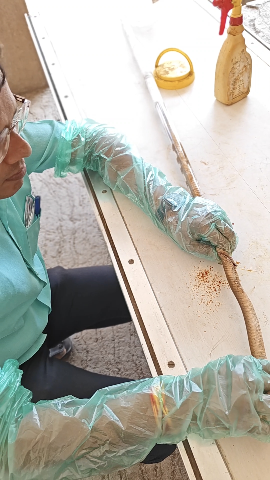 विट्यात किंग कोब्रा अर्थात अतिविषारी नागाला दिले जीवदान